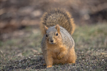 fox squirrel, close up, standing in dirt, by itself