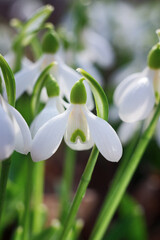 Gentle White Snowdrop also Known as Galanthus flowers. Close up of First spring flora, Snowdrops. Spring natural background.