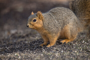 Naklejka na ściany i meble fox squirrel, close up, standing in dirt, by itself