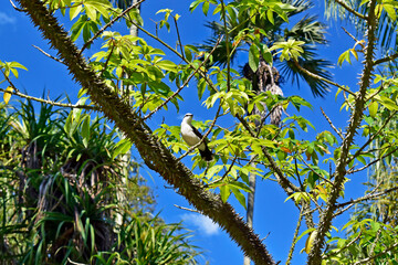 Masked water tyrant (Fluvicola nengeta) on tree