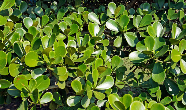 Clusia leaves on tropical rainforest, Rio