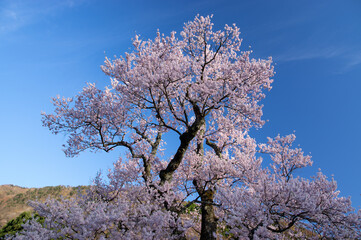Fototapeta premium 桜