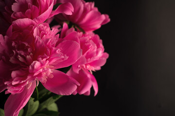 Beautiful bouquet of pink and white Peonies against a black background. Floral spring seasonal wallpaper. Macro photography softfocused peony.