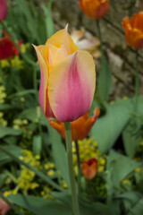 yellow rose tulip