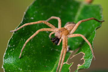 brown, tan spider on a green leaf eating a bug