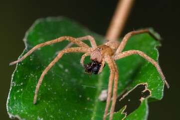 brown, tan spider on a green leaf eating a bug