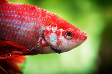 Siamese fighting fish, Betta splendens commonly known as the betta, is a freshwater fish in the...