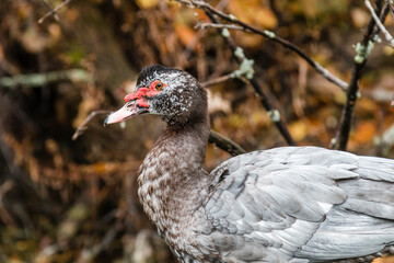 large, gray and brown duck with red face, portrait