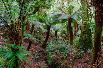 Obraz premium Lush vegetation along the Maits Rest Rainforest walk in the heart of the beautiful Otway Ranges - Apollo Bay, Victoria, Australia