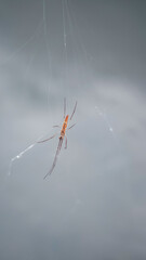 Spider on the web