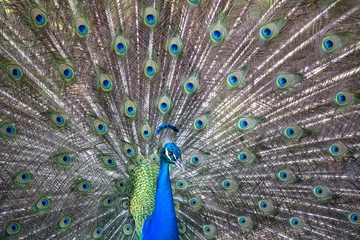 Foto auf Acrylglas Blue and green beautiful peacock, closeup. Colorful peacock feathers as a background  © Olga