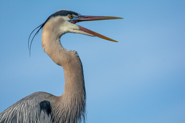Blue Heron Profile
