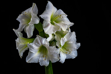 2021-12-27 SEVERAL WHITE COLORED STRIPED BARBADOS LILIES WITH A BLACK BACKGROUND