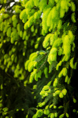 Young pine branches with little cones close-up. Botanical spring background.
