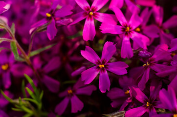 Beautiful bright purple phlox subulata close up. Spring botanical background.