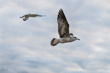 a seagull in flight with its wings spread, in the air