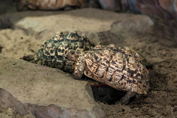 Obraz premium Two leopard turtles on a stone.