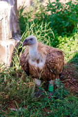 griffon vulture sits on the grass against the backdrop of mountains.