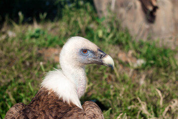 Griffon Vulture, Gyps fulvus portrait.