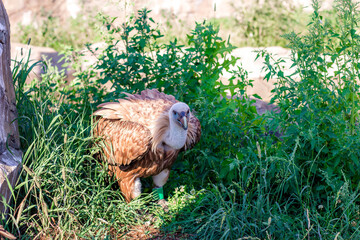 griffon vulture sits on the grass against the backdrop of mountains.