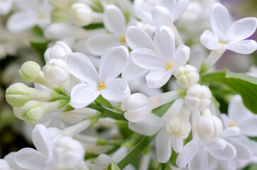 Obraz na płótnie Canvas White lilac flowers close up. Spring seasonal floral background.