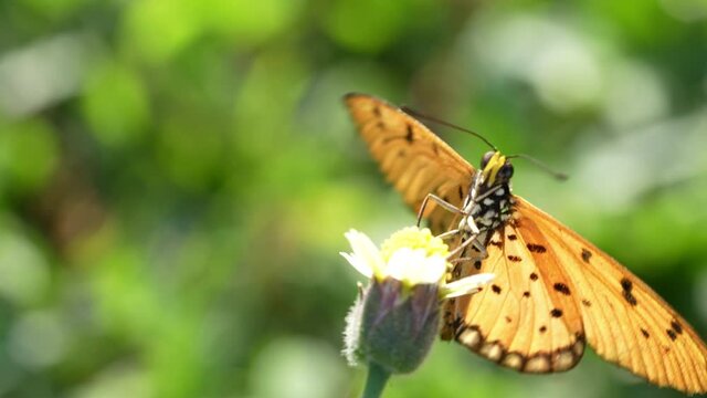 Butterfly feeding on lovely yellow flowers in blur garden background, Butterfly collecting pollen at yellow flower.
