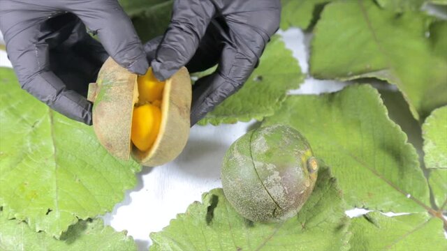 Opening ripe pequi fruit (Caryocar brasiliense) on the leaves of the species itself on a white background. Wearing black gloves and showing the inside of the typically Brazilian fruit 