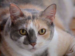 Mirada felina