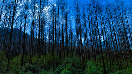 Obraz premium sunset in the forest