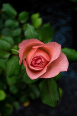 Rosa