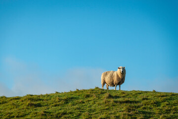 Sheep standing on top of the hill against a blue sky, South Island, New Zealand.