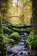 Fototapeta premium moss covered rocks