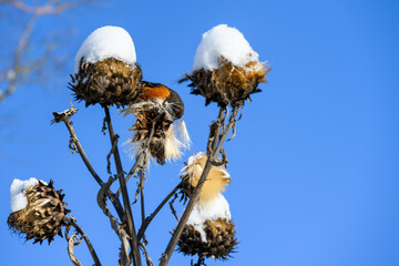 Cheerful towhee perched on an artichoke plant flowerhead feeding on seeds on a snowy winter day
