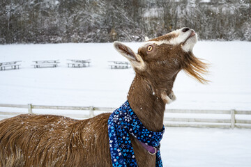Alpine goat in a blue snowflake scarf walking in a fresh field of snow on a snowy day
