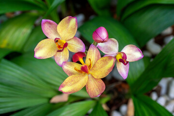 Colorful Ascocenda orchids are blooming in the garden with blurry background