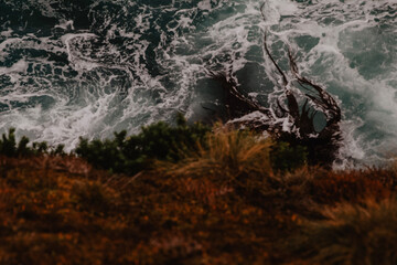 autumn in the forest