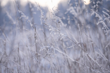 Dry spikelets covered with frost on a snowy grassy field. A grassy meadow with reeds covered in white frost on a winter forest background.