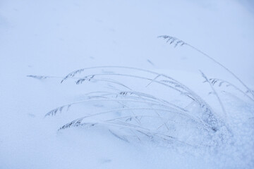 Dry forest spikelets covered with white frost bent over a snowy clearing.