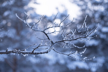 White frost covered and hanging in flakes on bizarre abstract twigs of a tree branch in beautiful shapes. Photo picture of beautiful winter snowy nature in close-up on a glittering forest background.