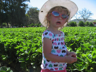 little girl in a strawberry patch