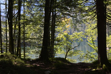 Morning in the woods with lake in the background