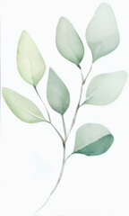 watercolor floral illustration green branches plan leaf wedding wallpapers stationary greetings eucalyptus olive green leaves