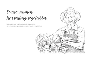 ベクターイラスト素材：野菜を収穫するシニア女性