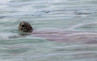 Fototapeta premium turtle in the sea