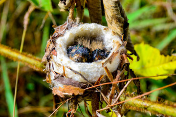 Nest with two newborn birds in the forest – wildlife and nature concept