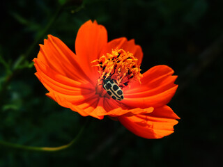Vivid image of an Astylus atromaculatus, also known as spotted maize beetle or pollen beetle.An yellow spotted beetle feeding on pollen from a beautiful orange flower. Blurred Background.
