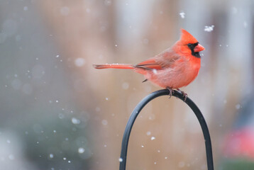 cardinal in snow