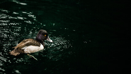 Common Goldeneye duck swimming in a green pond.