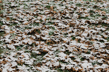 Snow on fall leaves and grass