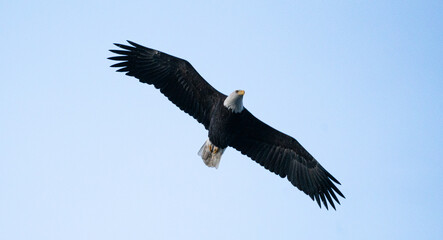 American Bald Eagle flying